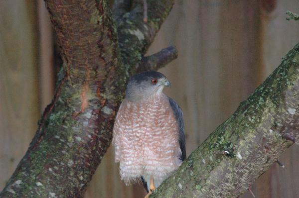 Photo of Accipiter cooperii by Brian Wardley
